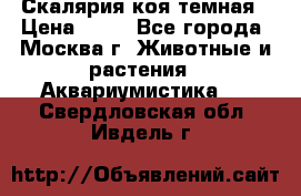 Скалярия коя темная › Цена ­ 50 - Все города, Москва г. Животные и растения » Аквариумистика   . Свердловская обл.,Ивдель г.